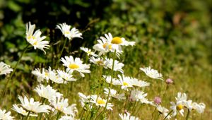 Preview wallpaper daisies, flowers, petals, summer