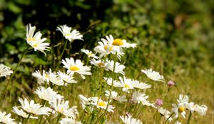 Preview wallpaper daisies, flowers, petals, summer