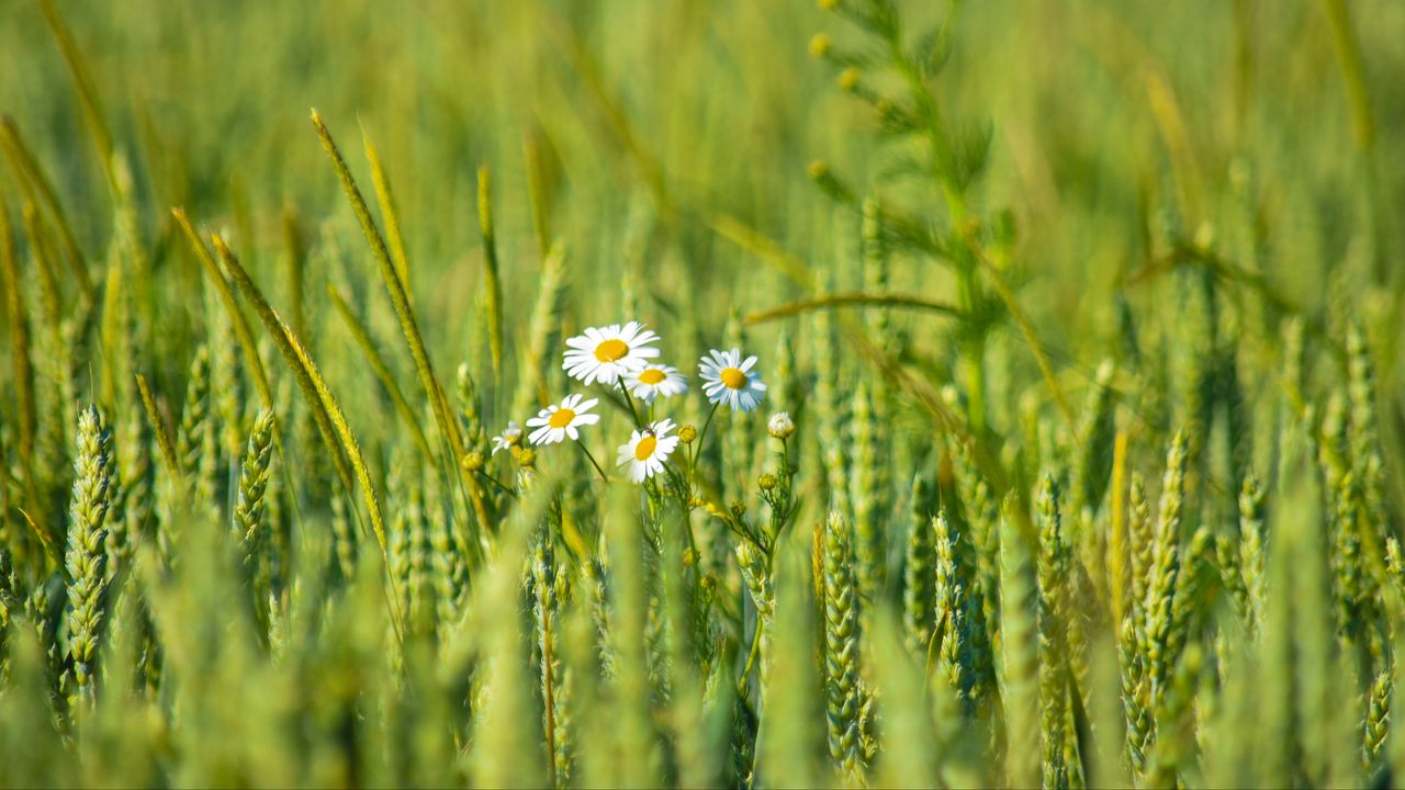 Wallpaper daisies, flowers, petals, field