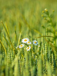 Preview wallpaper daisies, flowers, petals, field