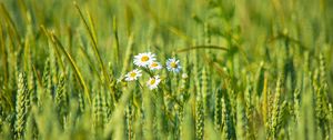 Preview wallpaper daisies, flowers, petals, field