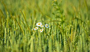 Preview wallpaper daisies, flowers, petals, field