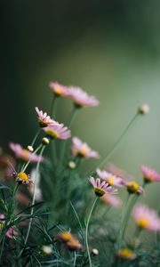 Preview wallpaper daisies, flowers, pink, macro, bloom