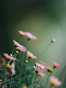 Preview wallpaper daisies, flowers, pink, macro, bloom