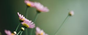 Preview wallpaper daisies, flowers, pink, macro, bloom