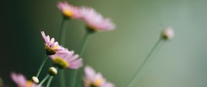 Preview wallpaper daisies, flowers, pink, macro, bloom