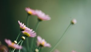 Preview wallpaper daisies, flowers, pink, macro, bloom