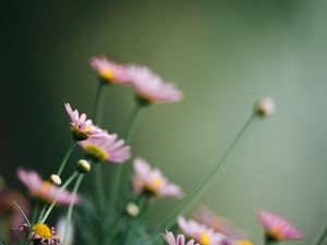 Preview wallpaper daisies, flowers, pink, macro, bloom