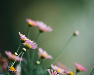 Preview wallpaper daisies, flowers, pink, macro, bloom