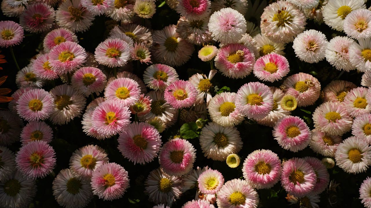 Wallpaper daisies, flowers, plant