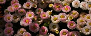 Preview wallpaper daisies, flowers, plant