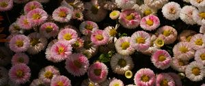 Preview wallpaper daisies, flowers, plant
