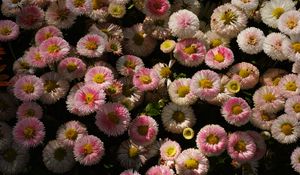 Preview wallpaper daisies, flowers, plant