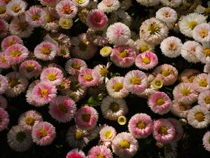 Preview wallpaper daisies, flowers, plant