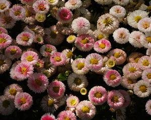 Preview wallpaper daisies, flowers, plant