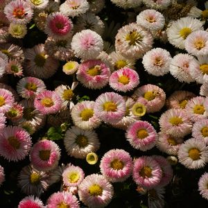 Preview wallpaper daisies, flowers, plant