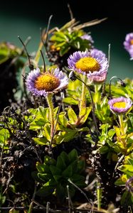 Preview wallpaper daisies, flowers, plant, leaves, macro