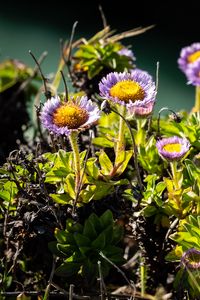 Preview wallpaper daisies, flowers, plant, leaves, macro