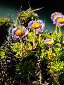 Preview wallpaper daisies, flowers, plant, leaves, macro