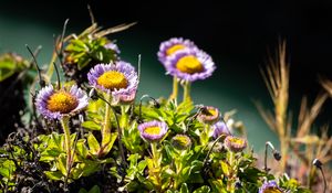 Preview wallpaper daisies, flowers, plant, leaves, macro