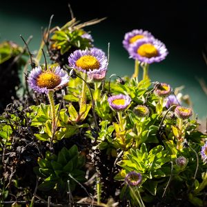 Preview wallpaper daisies, flowers, plant, leaves, macro