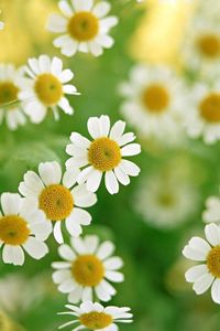 Preview wallpaper daisies, flowers, plant, petals