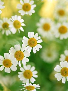 Preview wallpaper daisies, flowers, plant, petals