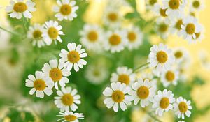 Preview wallpaper daisies, flowers, plant, petals