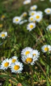 Preview wallpaper daisies, flowers, plants, macro