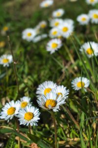 Preview wallpaper daisies, flowers, plants, macro