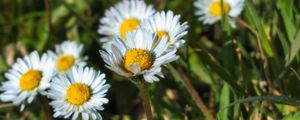 Preview wallpaper daisies, flowers, plants, macro