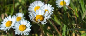 Preview wallpaper daisies, flowers, plants, macro