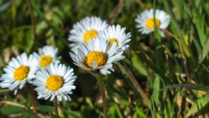 Preview wallpaper daisies, flowers, plants, macro