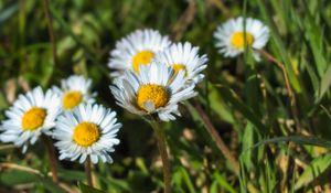 Preview wallpaper daisies, flowers, plants, macro