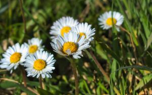 Preview wallpaper daisies, flowers, plants, macro