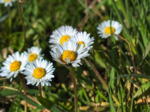 Preview wallpaper daisies, flowers, plants, macro