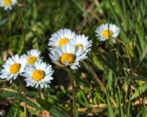 Preview wallpaper daisies, flowers, plants, macro