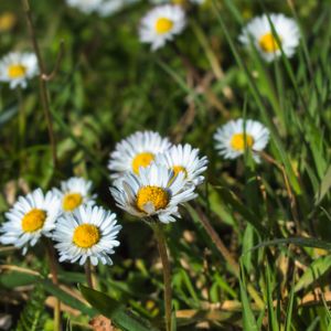 Preview wallpaper daisies, flowers, plants, macro