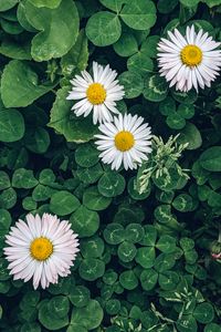 Preview wallpaper daisies, flowers, plants, leaves, macro