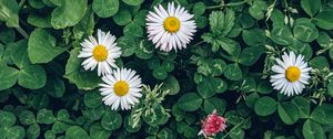 Preview wallpaper daisies, flowers, plants, leaves, macro