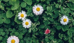 Preview wallpaper daisies, flowers, plants, leaves, macro