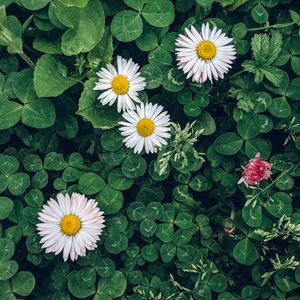 Preview wallpaper daisies, flowers, plants, leaves, macro