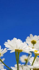 Preview wallpaper daisies, flowers, plants, sky