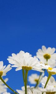 Preview wallpaper daisies, flowers, plants, sky