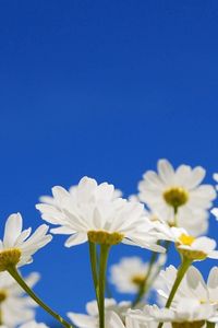 Preview wallpaper daisies, flowers, plants, sky