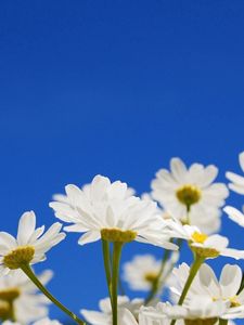 Preview wallpaper daisies, flowers, plants, sky