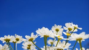 Preview wallpaper daisies, flowers, plants, sky