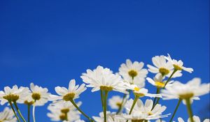 Preview wallpaper daisies, flowers, plants, sky