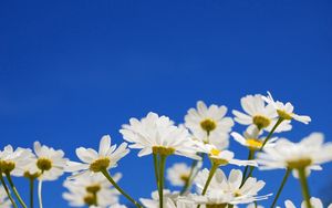 Preview wallpaper daisies, flowers, plants, sky