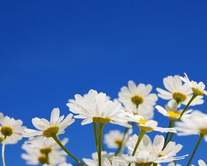 Preview wallpaper daisies, flowers, plants, sky